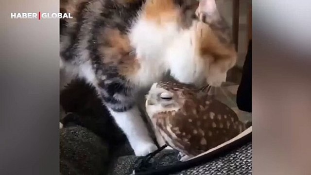 Baykuşu yavrusu zanneden kedinin anneliği izlenme rekoru kırdı: Kendi çocuğundan ayırmadı