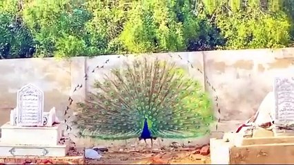 Peacock Dances For his Female _viralvideo _thardesert _world _donaldtrump _america _scholarship _pak(360P)