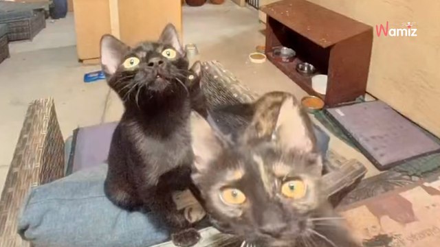 La sonnette retentit deux fois tard dans la soirée : elle n’était pas préparée à ce qu’elle a vu (Vidéo)