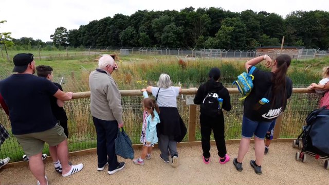 Dos cachorros de esta especie en peligro de extinción dan sus primeros pasos ante el público en una reserva natural