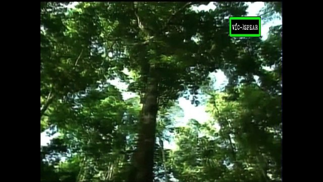 Misión Tierra: Los secretos de la selva de Lluvia - Documental (1996) Español Latino