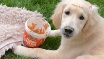 Son chiot est silencieux depuis trop longtemps : elle découvre une scène chaotique dans le jardin (vidéo)