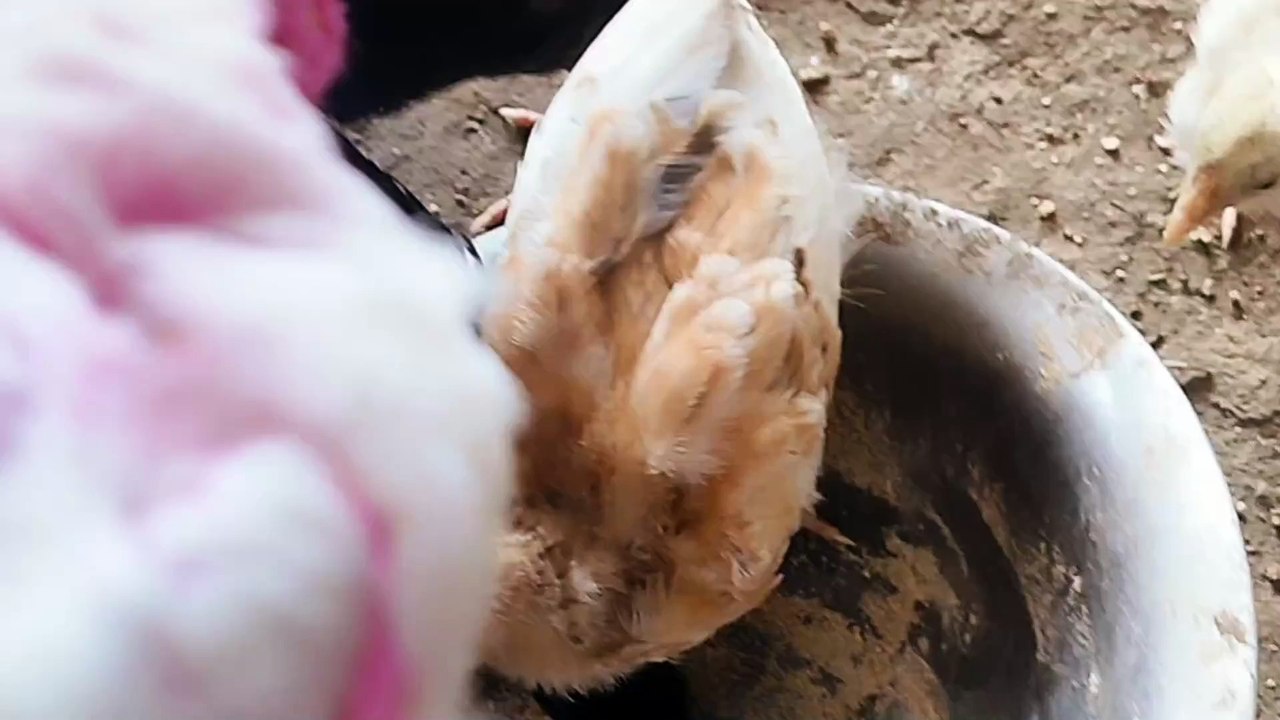 Feeding