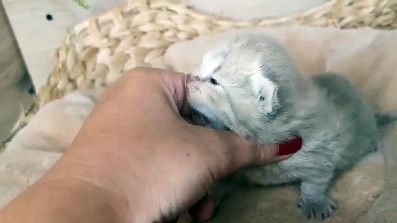BEST CAT EVER Vendetta for Equality