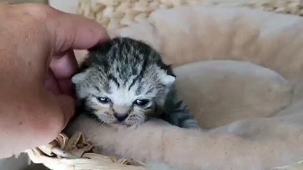 BEST CAT EVER Valkyrie Thrud