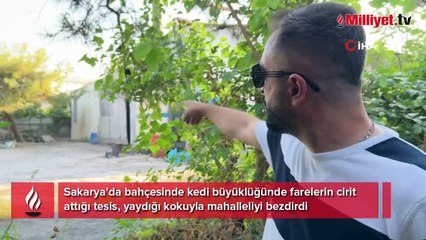 Sakarya'da vatandaşların isyanı! Kedi büyüklüğündeki fareler tesisi mesken tuttu