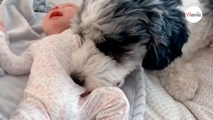 Niemowlę zaczyna płakać: To, co robi pies ubawiło 300 tysięcy osób (video)