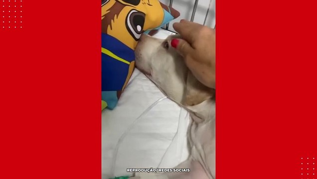 Cachorro sobrevivente de sinistro em Boa Viagem está em tratamento; responsáveis pelo resgate encerram vaquinha