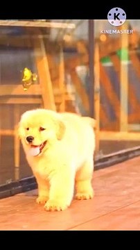 funny cat videos,funny cats,tv for cats,relaxing videos for cats,videos for cats to watch mice,videos for cats to watch birds,cat tv for cats to watch,funny animal videos,dog videos,funny video,birds video for cats,videos pour chats,videos for cats to wat