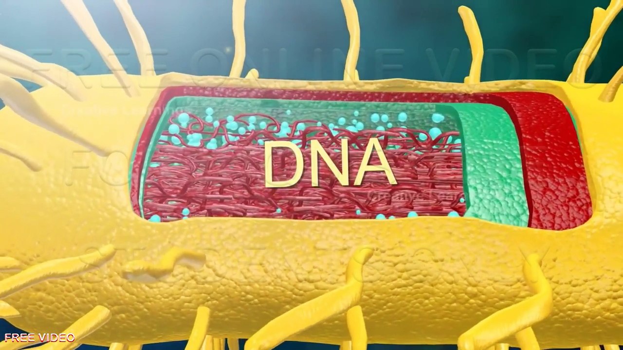 2. Cell Structure Animation  Cell Structure and Function  Animal Cell and Plant Cell Differences