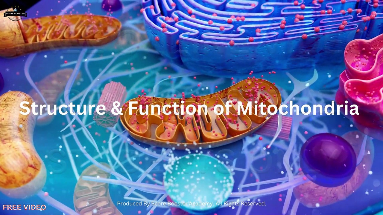 4. A. i. What Are Mitochondria I Structure of the Mitochondria