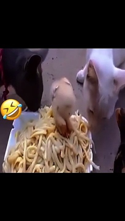 Funny vedio