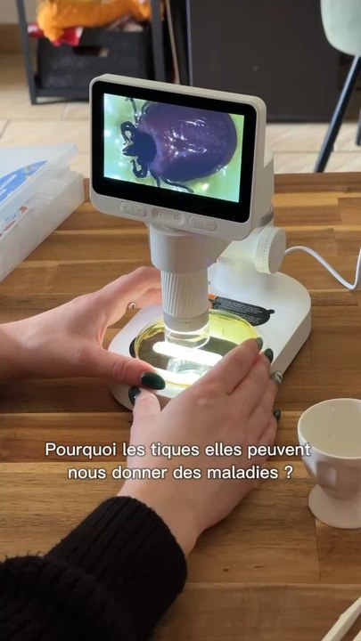 LES TIQUES 