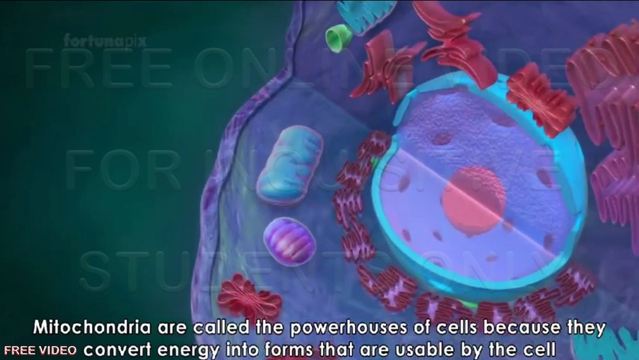 4. Mitochondria - the powerhouse of the cell  3D animated