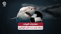 «مخدرات المياه» أسماك قرش تحت تأثير الكوكايين