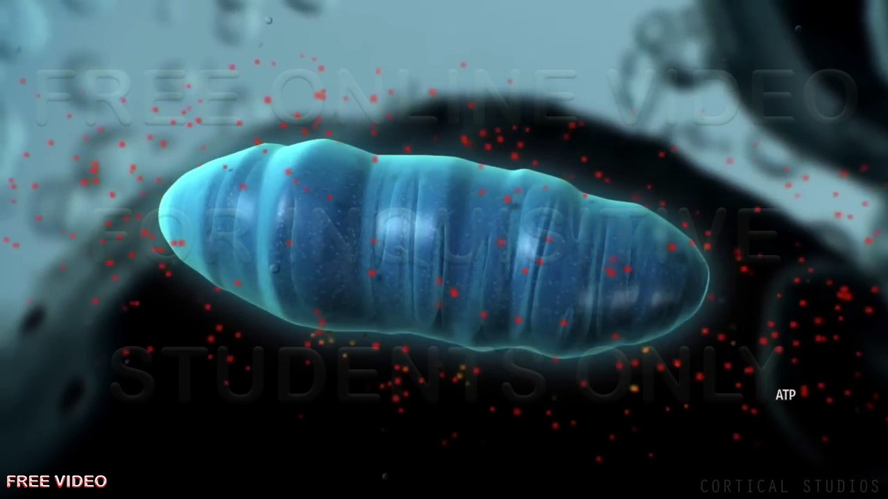 5. How Mitochondria Produce Energy