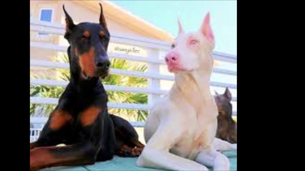 Conoce el Poder del DOBERMAN ALBINO