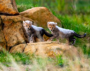 Yorkshire Wildlife Park Cheetah Cubs