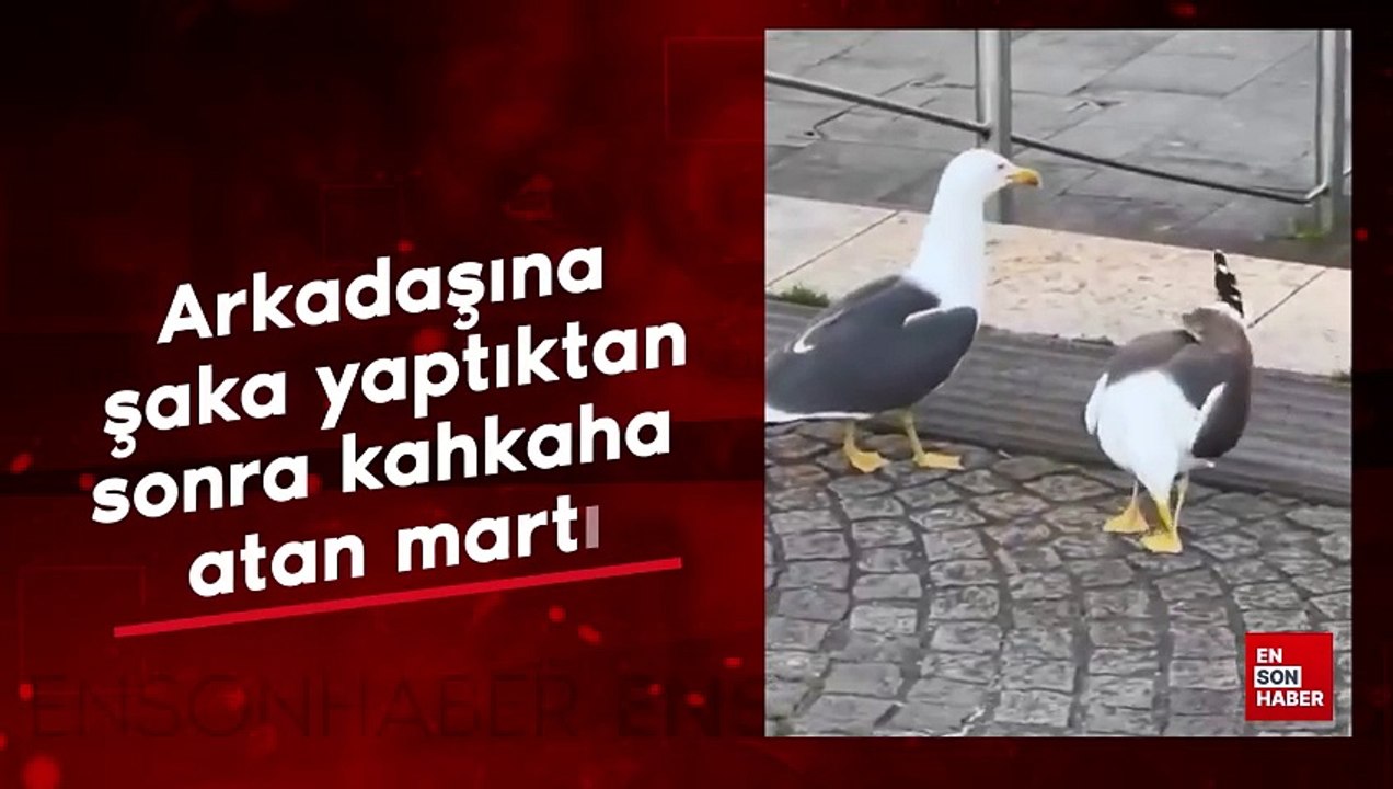Arkadaşına şaka yaptıktan sonra kahkaha atan martı