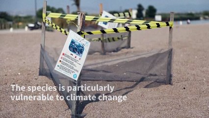 Moonlit scramble across the sand for Turkey's booming baby turtle population