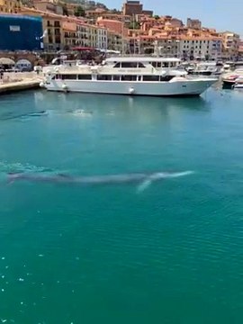 Meraviglia in porto, una balenottera tra le barche a Porto Santo Stefano