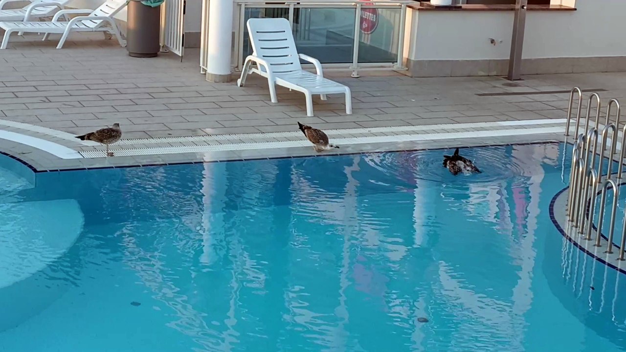 Galebovi u bazenu, Poreč, Hrvatska / Seagulls at the swimming pool, Poreč, Croatia