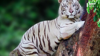 Große Katze mit besonderem Fell: Das Raubtier, das in freier Wildbahn nicht vorkommt