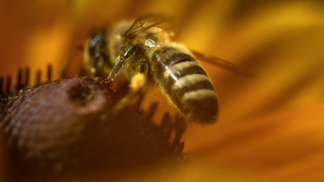 This woman is addicted to stinging herself with bees up to 100 times a week