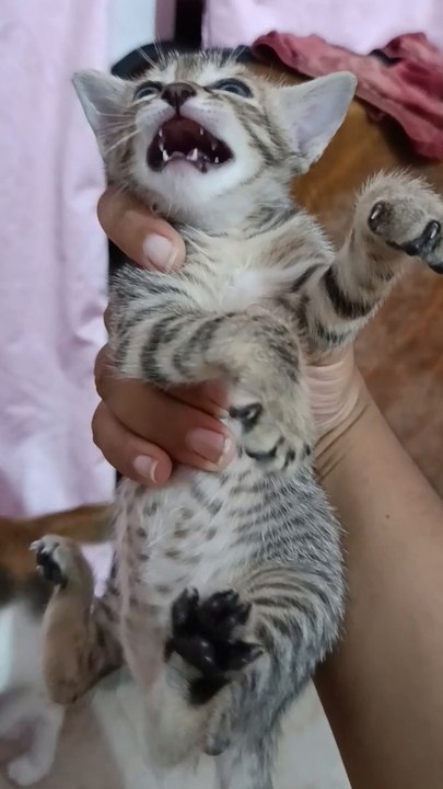 Cute cat ❤