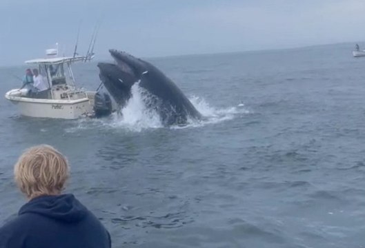 Terrifying moment breaching whale capsizes boat