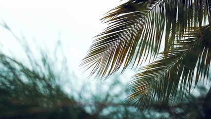 Close-Up Video Of Palm Leaves