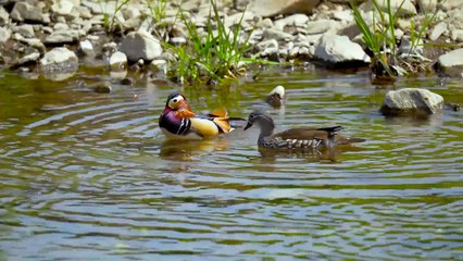 Couple of Colorful Birds on Lake