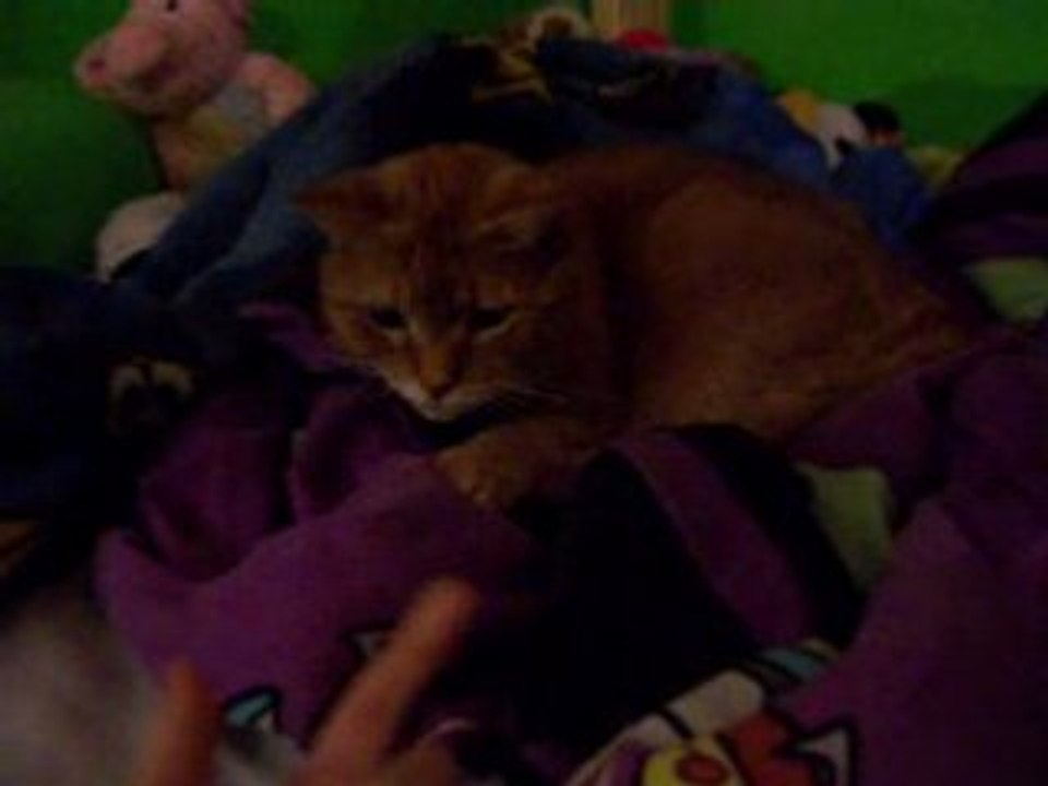 Three cats, doin' nothing