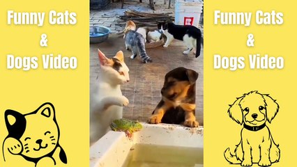 Funny Cats Fights