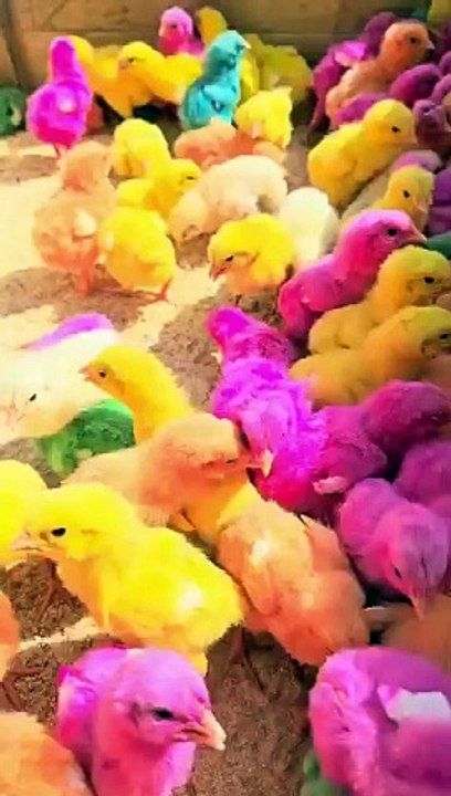 Chicken baby  |  Amazing video My cute chicken baby in village  | میرے خوبصورت مرغی کے چوزے 