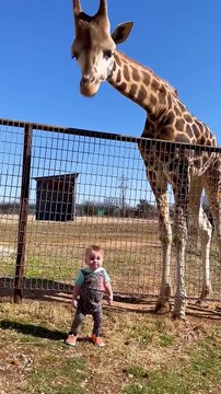 Cute Giraffe Gives Baby Smooches