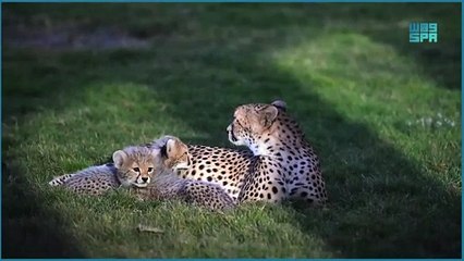 السعودية تعلن ولادة أربعة أشبال من الفهد الصياد المنقرض