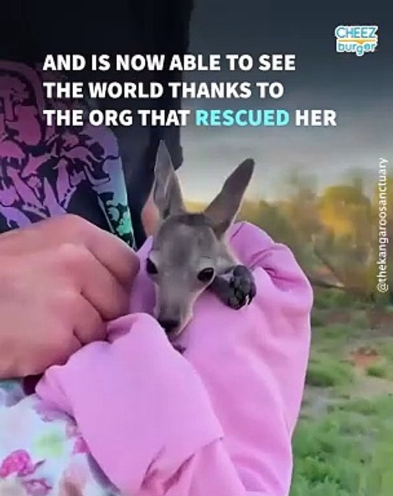 Meet Pippa, A Teeny Tiny Kangaroo Who's Learning To Walk
