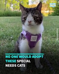 Meet Monty & Molly, Two Special Cats The Internet Brought Together