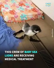 These Adorable Baby Sea Lions Are Known As The "Pup Posse"
