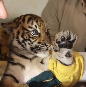 WATCH: A catch up on how Manor Wildlife Park’s newly born Sumatran tiger cub Zaza is getting along