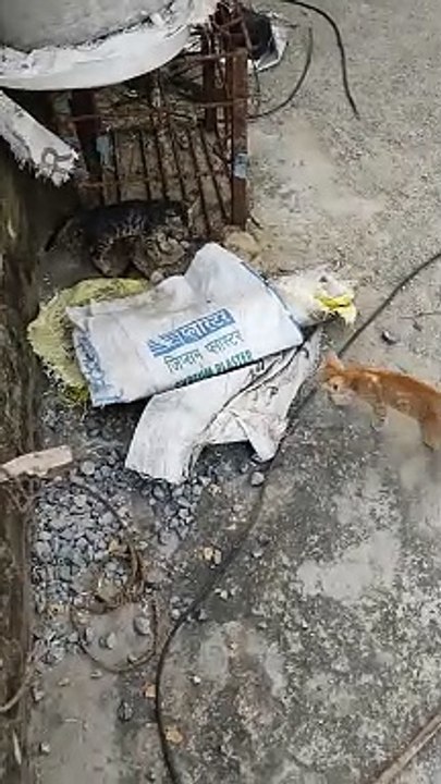 Indian Cats