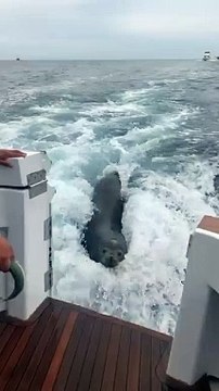 Sea Lion LEAPS onto Boat for Fish! #Shorts