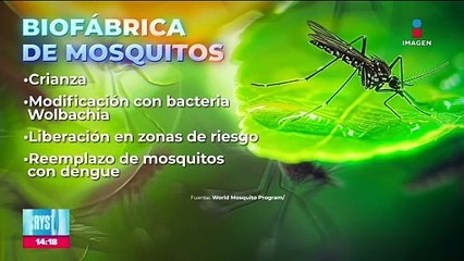 Científicos de Colombia crean método para reducir los contagios de dengue