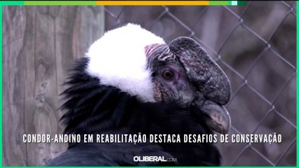 Condor-andino em reabilitação destaca desafios de conservação
