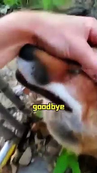 A Woman Rescued A fox