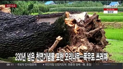 [사건사고] 230년 넘은 천연기념물 포천 오리나무…폭우로 쓰러져 外