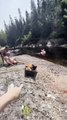 Dog Unexpectedly Slides Down to Stream in Plastic Box