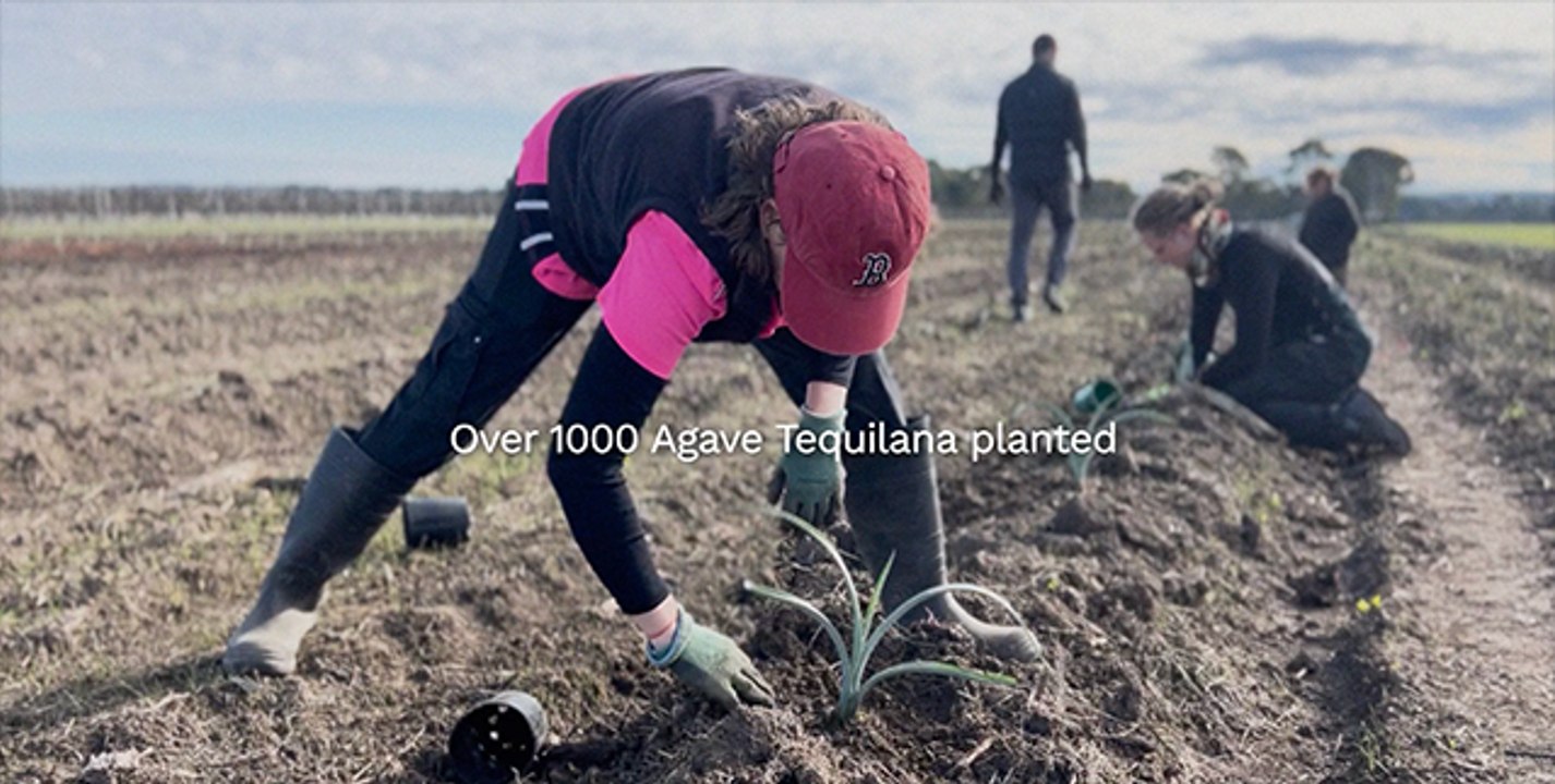 South Australia's first commercial agave crop | Stock Journal