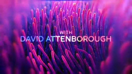 'Secret World of Sound with David Attenborough' - Tráiler oficial - Sky Nature